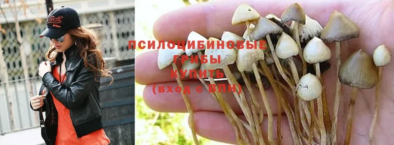 Галлюциногенные грибы Psilocybine cubensis  где найти   Калуга 